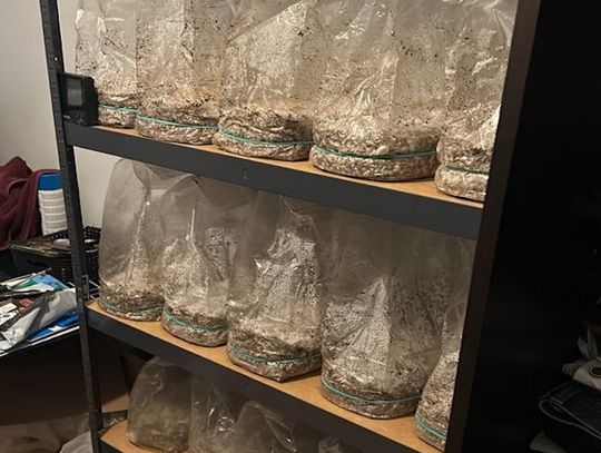 Uprawiali grzyby halucynogenne w mieszkaniu. Wpadli, bo po kłótni na miejsce wezwano policję