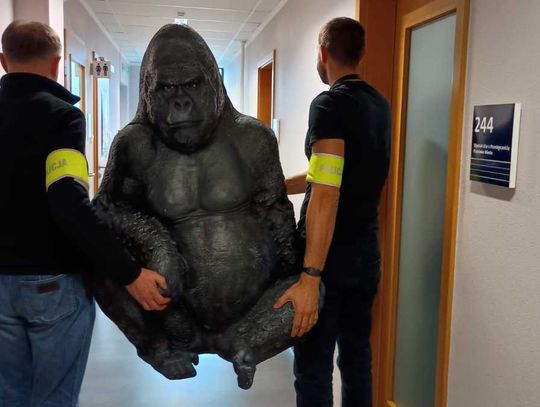Uprowadzenie goryla z happy endem. Dzięki policjantom wrócił do właścicieli