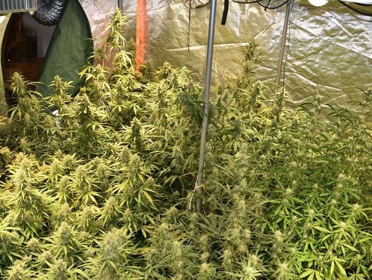 Urządził w domu plantację konopi. Kryminalni przejęli trzy kilogramy marihuany, 41-latek aresztowany Urządził w domu plantację konopi. Kryminalni przejęli trzy kilogramy marihuany, 41-latek aresztowany