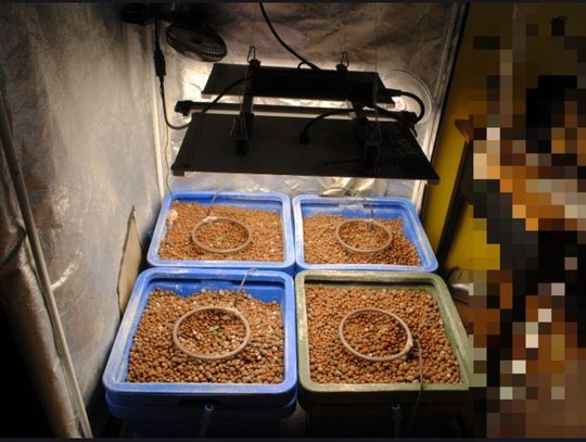 Domowa plantacja i pół kilograma suszu. Za wytwarzanie narkotyków mężczyźnie grozi 20 lat