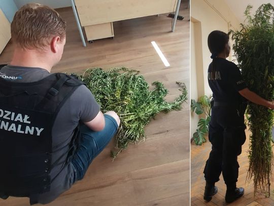 W lesie na uboczu znaleźli pokaźną plantację konopi i 4,3 kg zioła zapakowanego w worki