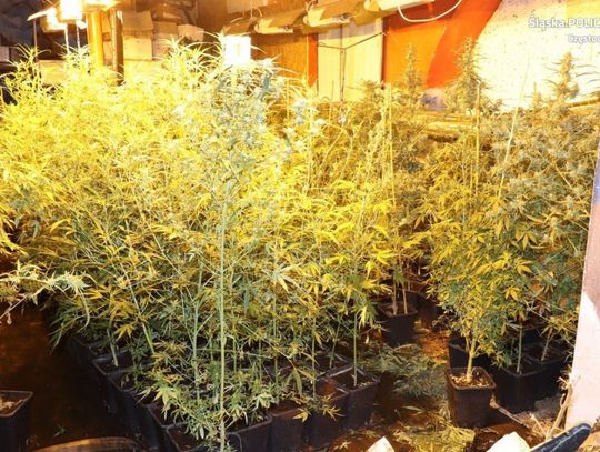 W lokalu w centrum miasta miał 40 kg marihuany i 1300 krzewów konopi [FOTO]