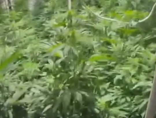 W mieszkaniu miał blisko sto krzaków i ćwierć kilograma marihuany. Grozi mu 12 lat więzienia W mieszkaniu miał blisko sto krzaków i ćwierć kilograma marihuany. Grozi mu 12 lat więzienia