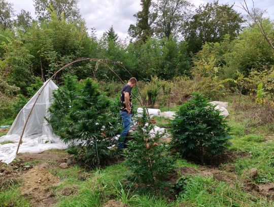 W nieczynnej szkole podstawowej założył uprawę zioła. Plantatorowi grozi 20 lat więzienia [FOTO]