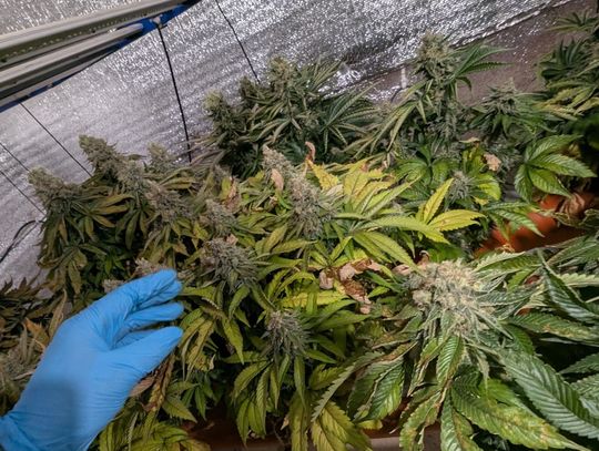 W niezamieszkałym domu urządził profesjonalną plantację konopi. 27-latek tymczasowo aresztowany