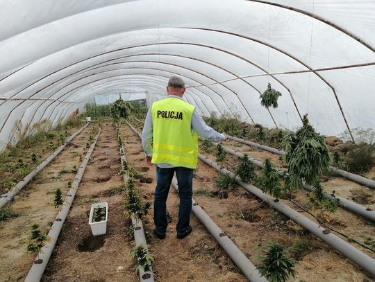 W tunelu ogrodniczym zorganizował wielką plantację narkotycznych konopi [WIDEO, ZDJĘCIA]