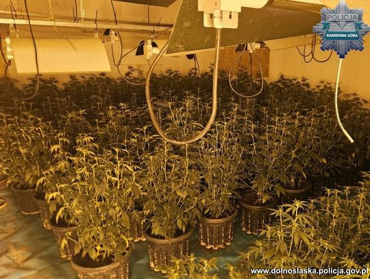Wielka akcja policji. Zlikwidowane kilka plantacji konopi, do sprawy zatrzymany siedmiu mężczyzn