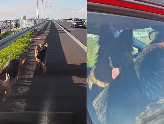 Wielkie serce w mundurze - policjantka uratowała dwa psy błąkające się po drodze ekspresowej