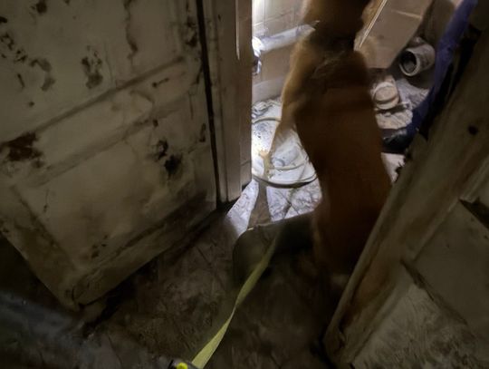 Włamał się do pustostanu i urządził w nim magazyn narkotyków. Policjanci zatrzymali dilera