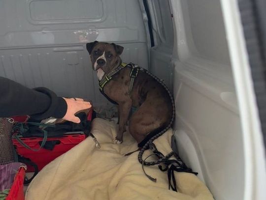 Właściciel nie dopilnował psa. Amstaff zaatakował parę z owczarkiem niemieckim