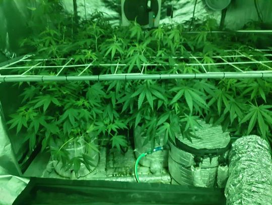 Wpadka kierowcy uruchomiła lawinę. Policjanci znaleźli plantację i narkotyki