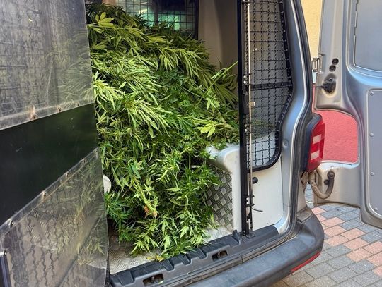 Wpadli podczas doglądania plantacji marihuany. Zabezpieczono blisko sto krzaków