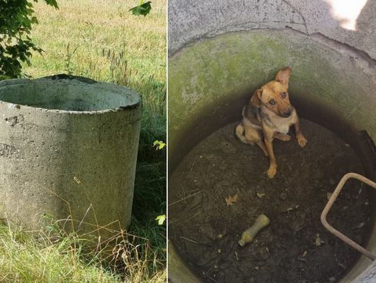 Wrzucili psa do betonowej studni, bo nie podobało im się, że szczeka