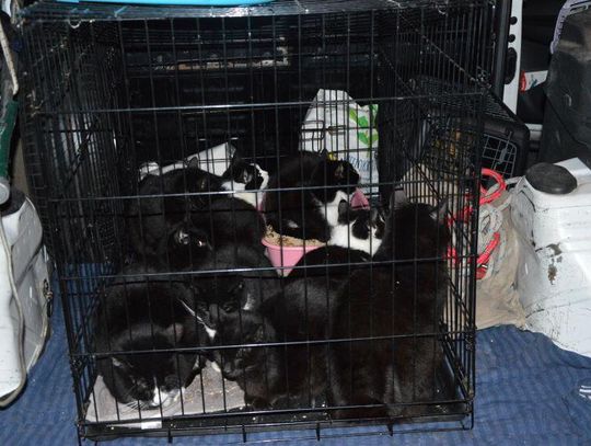 Wynajęła busa i zamieszkała w nim razem z 19 kotami. Słychać było miauczenie. Ludzie wezwali policję