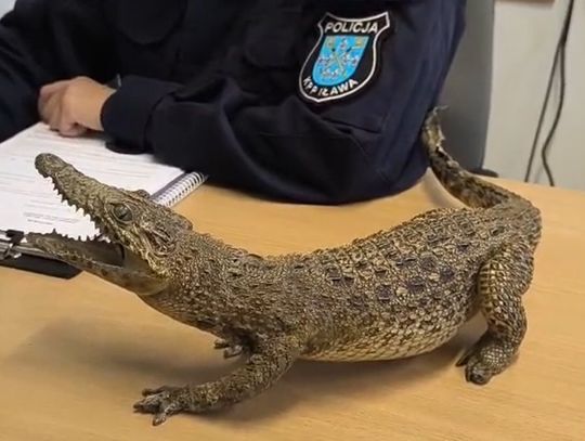 Wystawiła na sprzedaż spreparowanego aligatora. Kobiecie grozi nawet pięć lat więzienia