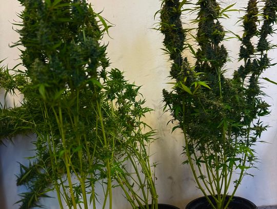 Z mieszkania wydobywał się zapach marihuany. Policjanci znaleźli plantację ukrytą w szafie