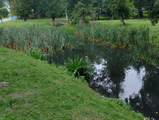 Z sadzawki wystawała tylko głowa. Mężczyzna był kompletnie pijany. Wyciągnęli go policjanci