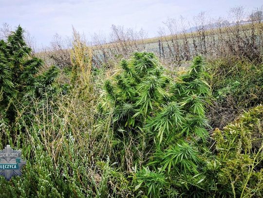 Za domem urządził plantację konopi. Największe krzewy sięgały wysokości dwóch metrów