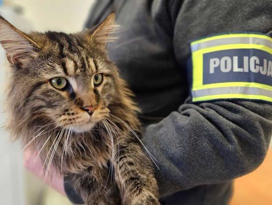 Zabrał pięknego kota z ulicy do domu. Odpowie za kradzież zwierzęcia wartego 12 tysięcy złotych