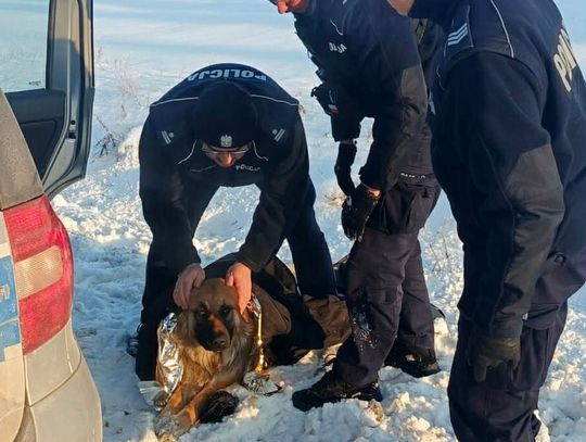 Zagubiony pies przymarzł do pobocza i nie miał siły się ruszać. Uratowali go policjanci