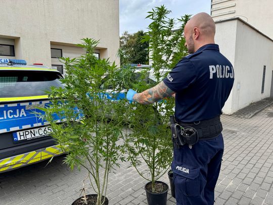 Zamiast firanek suszące się konopie. Domowa interwencja zakończyła się likwidacją plantacji