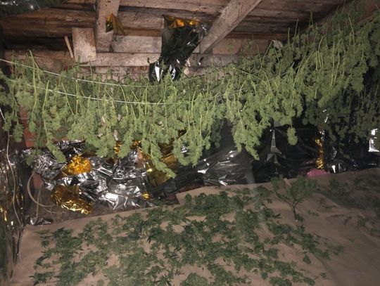 Zamienił dom w wytwórnię marihuany. 24-latek miał zioło warte prawie milion złotych