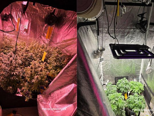 Zamienił mieszkanie w plantację marihuany. Wytwarzał z niej susz oraz maści