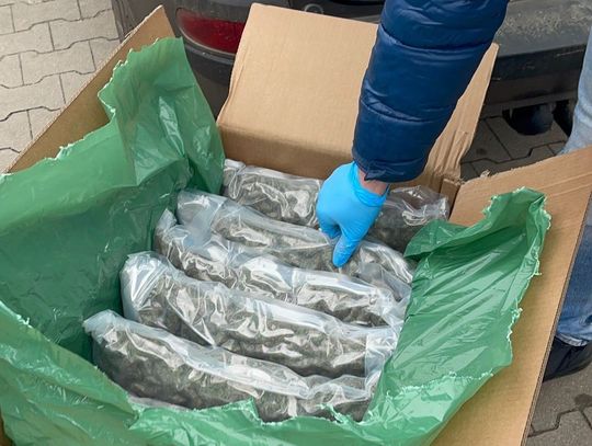 Zasadzka przy kurierze. 32-latek odebrał 59 kg marihuany i wpadł prosto w ręce policji. WIDEO