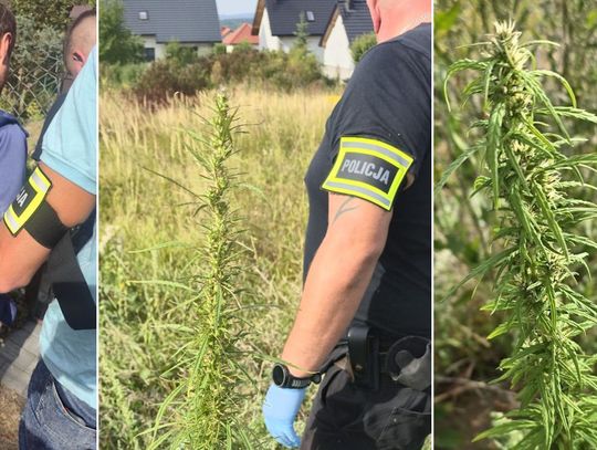 Zatrzymany na gorącym uczynku 39-latek podlewał konopie i ścinał "topy" z roślin