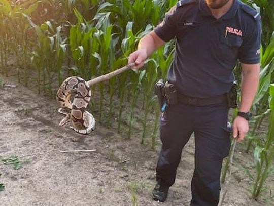 Zauważyła, że coś rusza się na polu. Okazało się, że to ponad metrowy pyton królewski