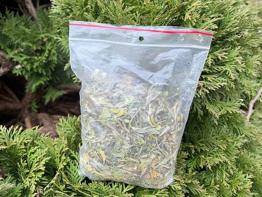 Zioło w tujach. Mężczyzna myślał, że tam nikt nie będzie szukał, ale policjanci go zaskoczyli