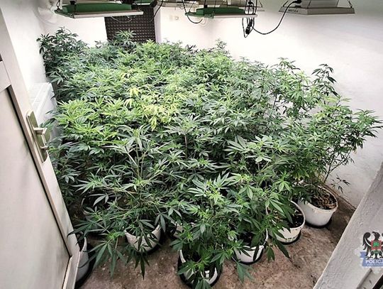 Zlikwidowana plantacja konopi. 47-latek miał ponad 8 kg marihuany i grzyby halucynogenne