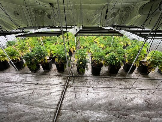 Zlikwidowana wielka plantacja konopi. Policjanci przejęli 80 kg narkotyku, broń i amunicję [ZDJĘCIA]