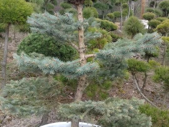 Złodziej-idiota ukradł drzewko bonsai warte 3 tysiące, a na miejscu zgubił swój smartfon