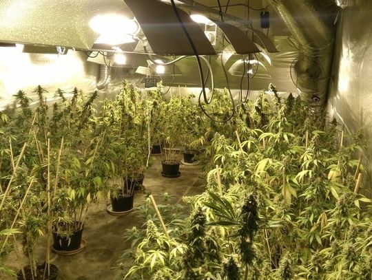 Znaleźli 4 kg marihuany i prawie pół tysiąca roślin, szukają właściciela [WIDEO, ZDJĘCIA]
