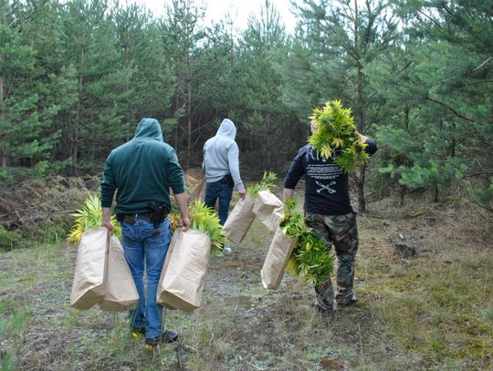 Znaleźli dużą plantację na leśnej polanie. Właściciel nie ma po co do niej wracać