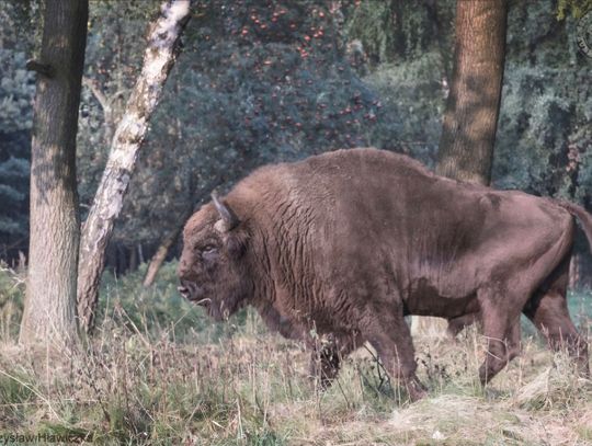 Żubr zaatakował ciężarną kobietę podczas spaceru. Poszkodowaną zabrał śmigłowiec LPR