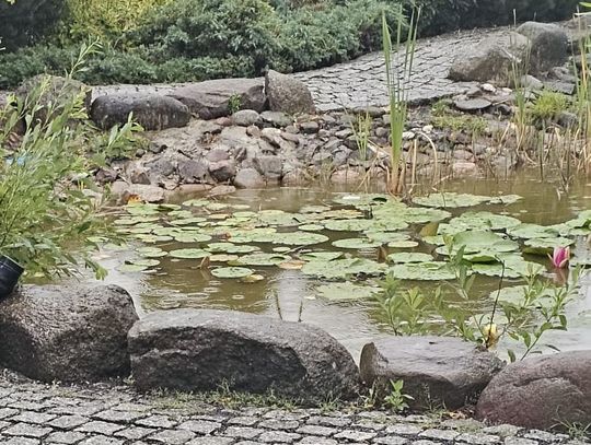 Zwłoki mężczyzny w oczku wodnym przy hotelu. Policjanci wyjaśniają okoliczności śmierci 36-latka
