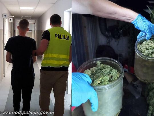 Żył na plantacji zioła, w którą zamienił swoje mieszkanie. Policja znalazła 150 krzewów i 20 kg suszu