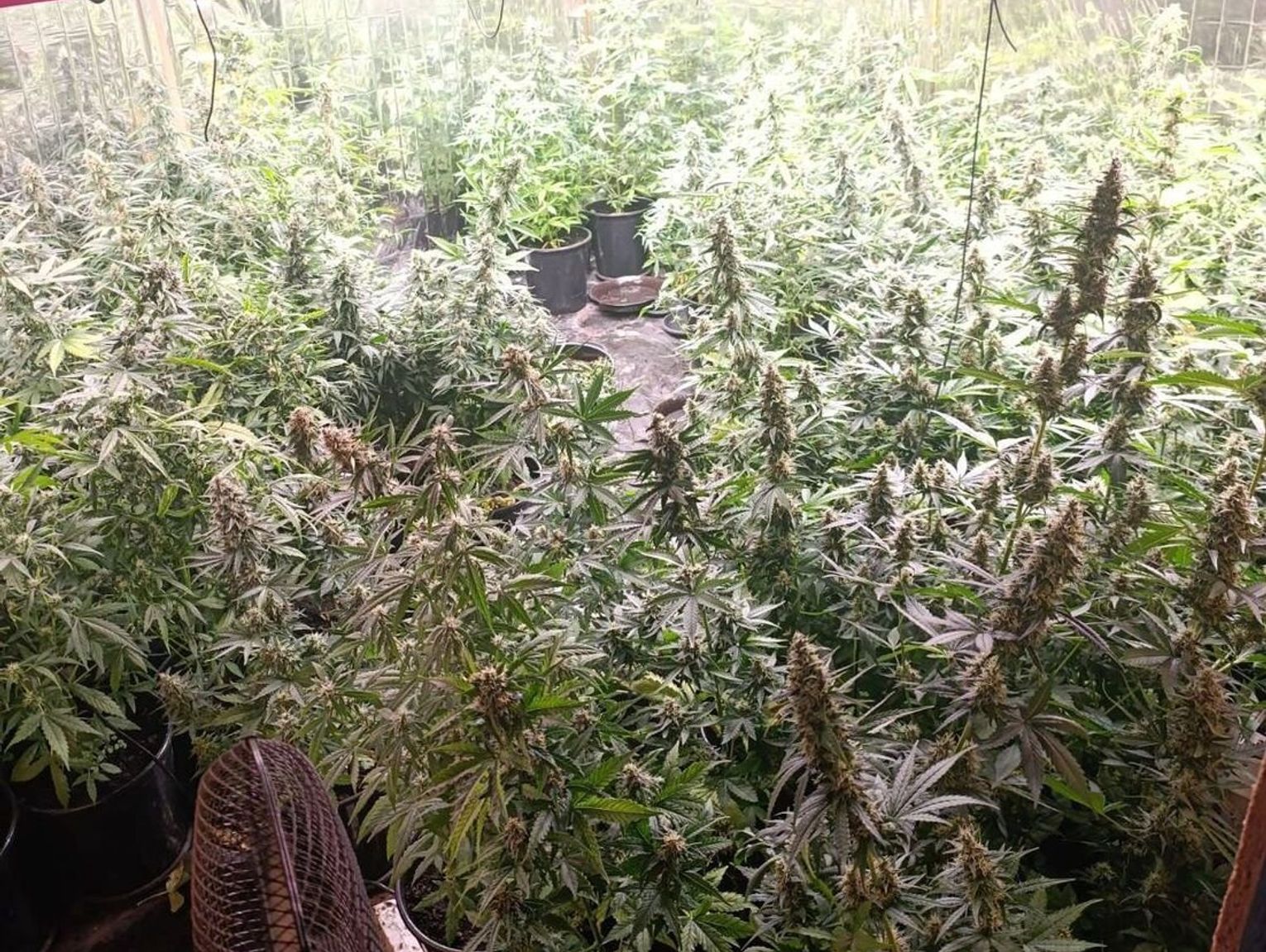 Cannabis plantation discovered before harvest: 32-year-old from Mielec district arrested