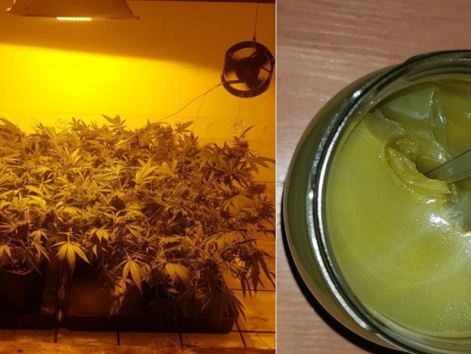 W domu plantatora znaleźli marihuanę, krzaki konopi i słoik z