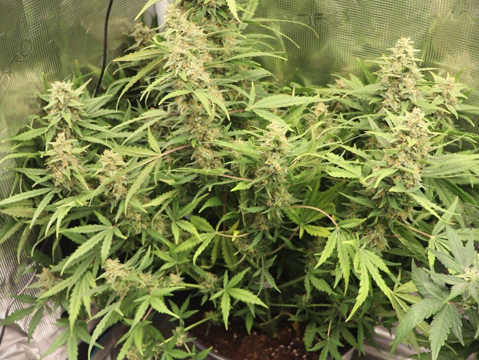 Police uncover cannabis cultivation in Tychy: plants, dried stock and mushrooms