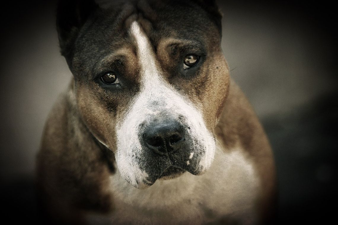 11-latek zaprosił do domu kolegę. Rzucił się na niego jego amstaff. Chłopiec nie żyje