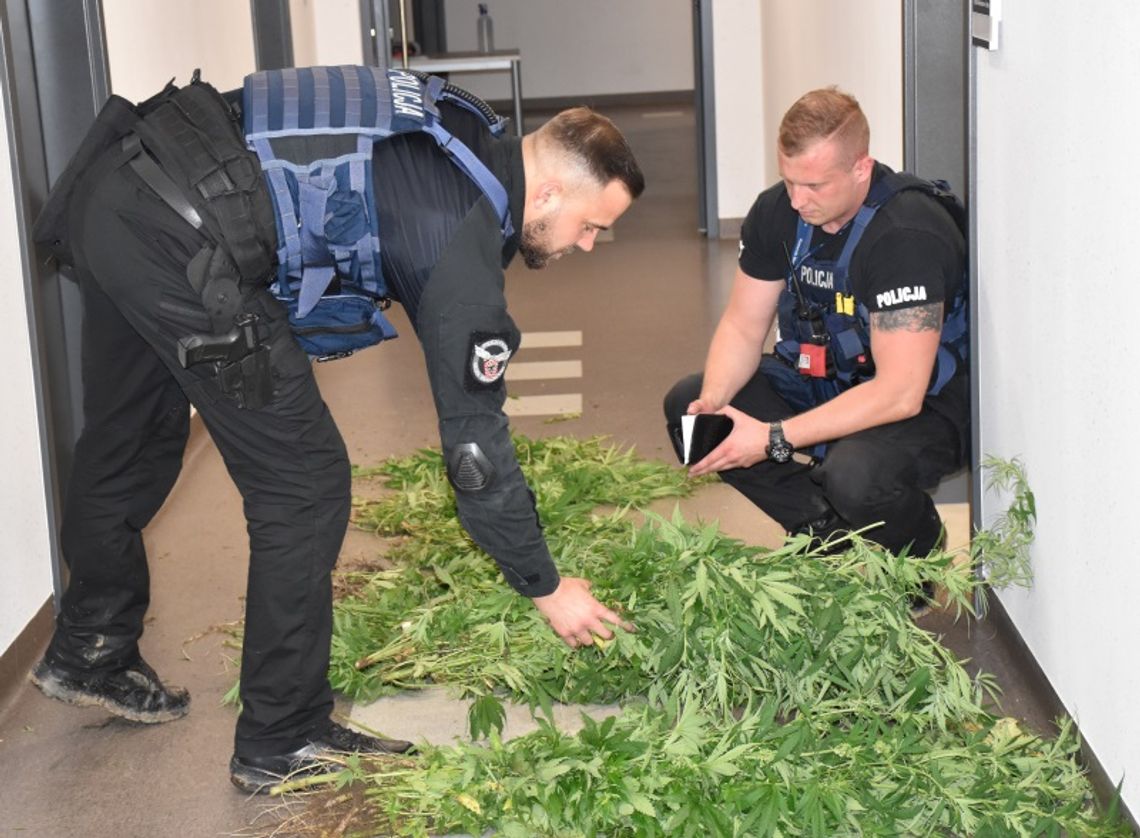 15-latek uprawiał zioło na dużą skalę. Po ścięciu wyszło 5 kg marihuany [WIDEO]