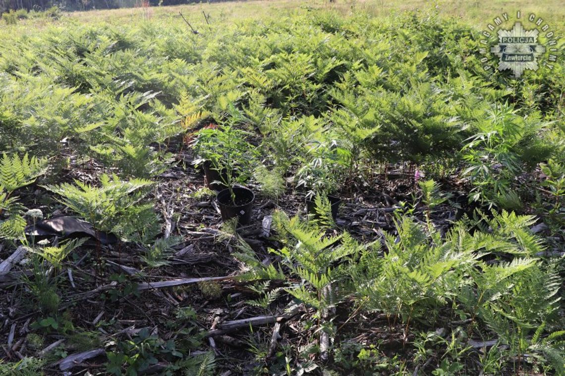 16-latek ukrył zioło między paprociami. Został złapany, gdy doglądał swojej plantacji