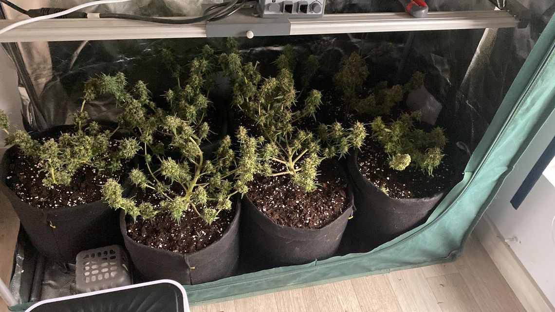 19-latek chował w pokoju marihuanę i mefedron. Potem policjanci odkryli też jego uprawę 19-latek chował w pokoju marihuanę i mefedron. Potem policjanci odkryli też jego uprawę