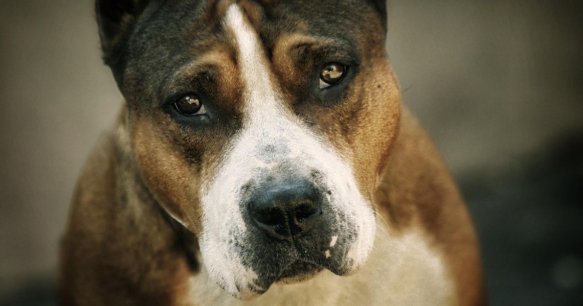 21-latek chciał zrobić na złość dziewczynie. Wyrzucił amstaffa przez okno, pies nie przeżył