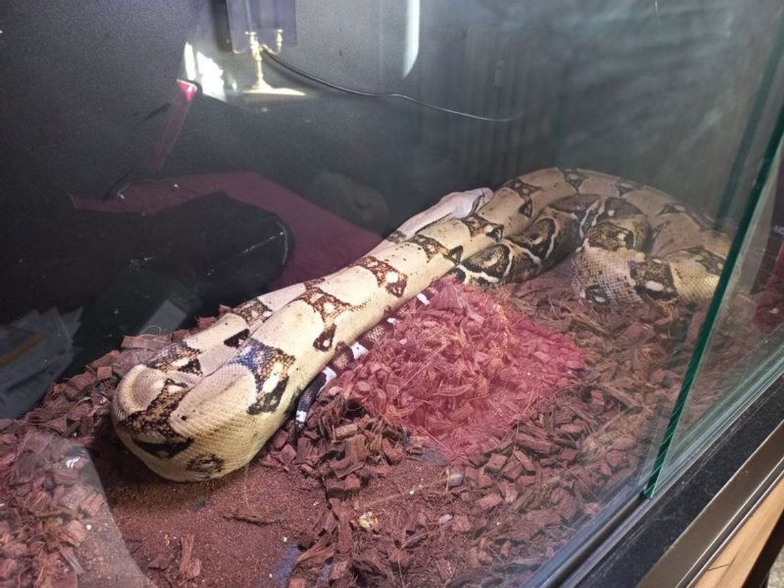 22-latek miał w mieszkaniu nielegalną hodowlę węży. W terrariach pytony i boa 22-latek miał w mieszkaniu nielegalną hodowlę węży. W terrariach pytony i boa
