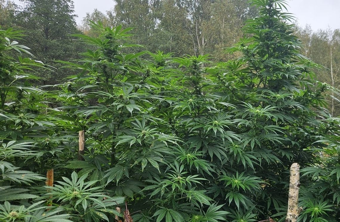 23-latek zatrzymany za uprawę i posiadanie marihuany. Pomagała mu 56-letnia kobieta 23-latek zatrzymany za uprawę i posiadanie marihuany. Pomagała mu 56-letnia kobieta