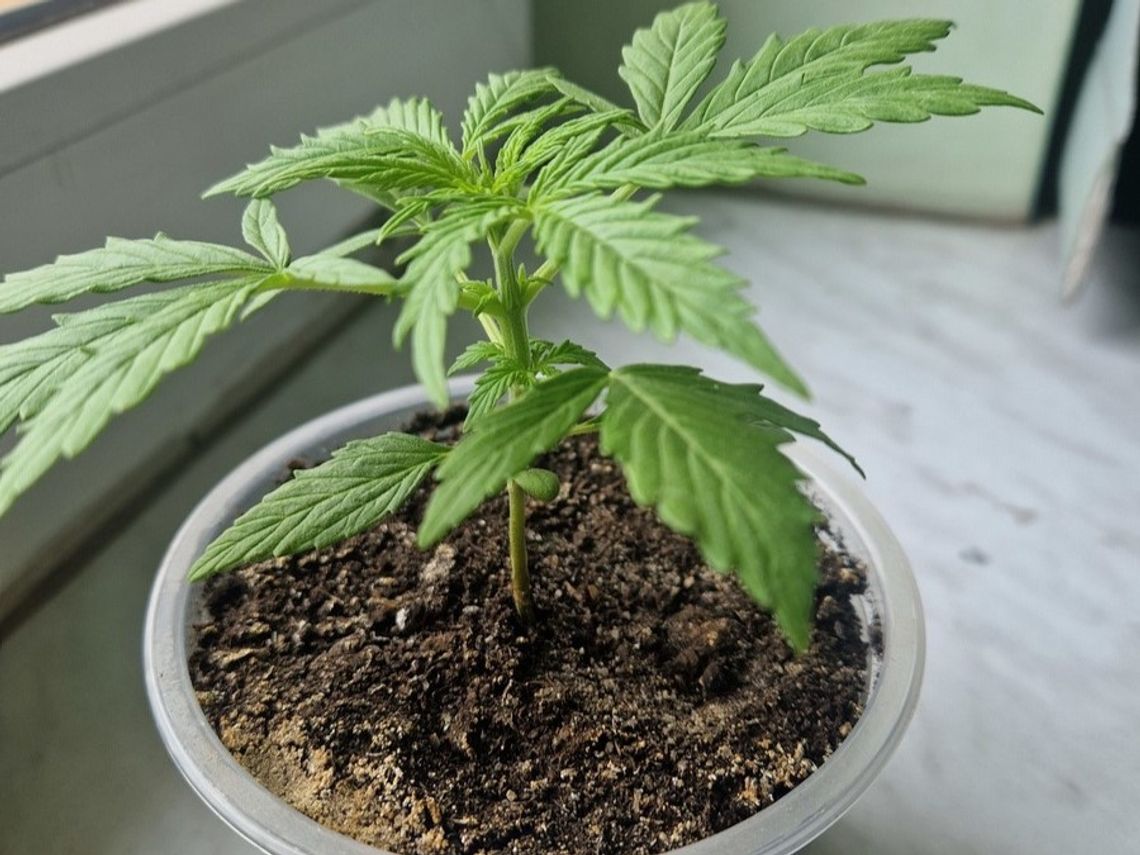 25-latek się nie czaił i uprawiał marihuanę na parapecie. Zapomniał jednak, że jest poszukiwany